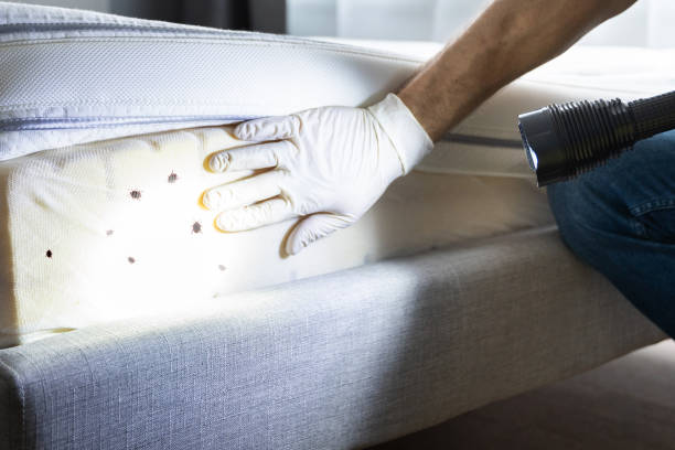 Best Emergency Pest Control  in Cumberland Center, ME