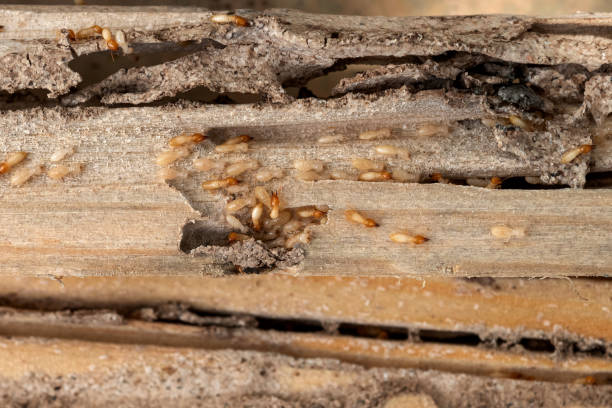 Best Wasp Removal Services  in Cumberland Center, ME