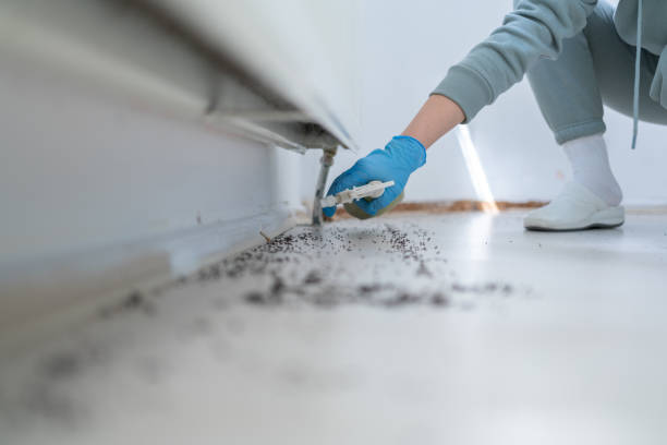 Best Flea Control Services  in Cumberland Center, ME